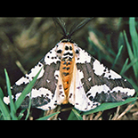 Rhodophthitus commaculata